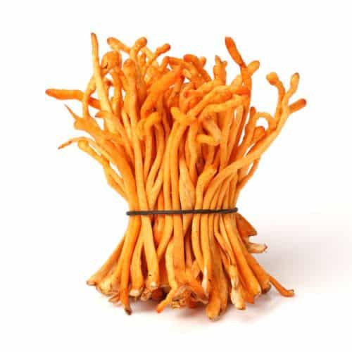 Cordyceps Mushroom