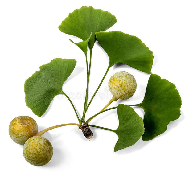 Ginkgo Biloba